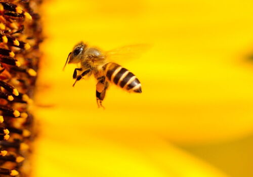 Zum Bild der Seed-Bombs-Blumenwiese